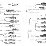 Diptico peces pesca Extremadura Página 2