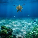 Fondo marino para el fondeo de un barco