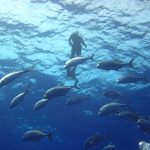 Licencias de pesca recreativa marítima y continental