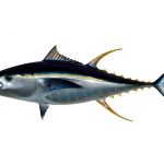 Licencias de pesca recreativa marítima y continental