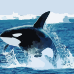 Orcas