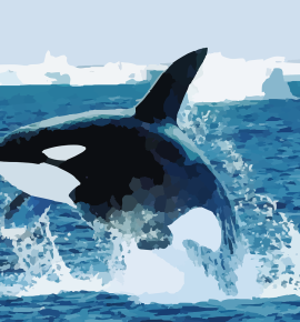 Orcas