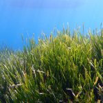 El Mar Menor regula la navegación marítimo para su protección