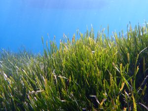praderas marinas Mediterráneo posidonia